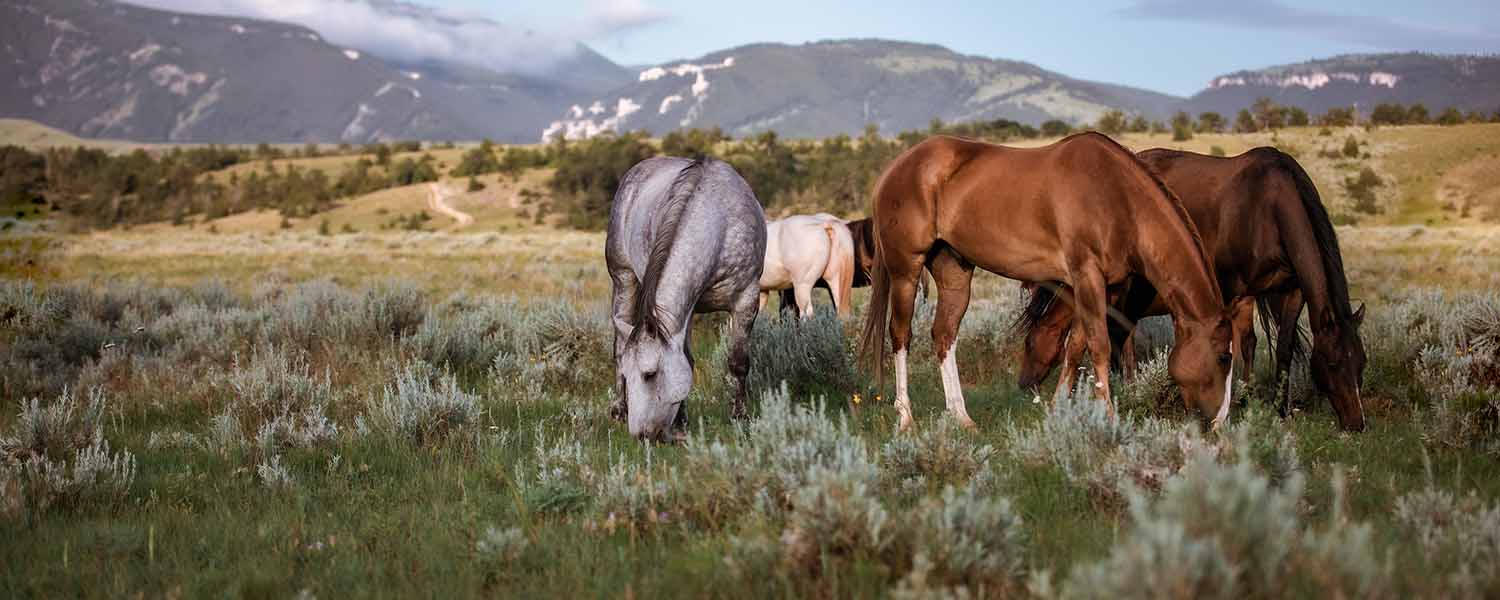 #1 Display Advertising